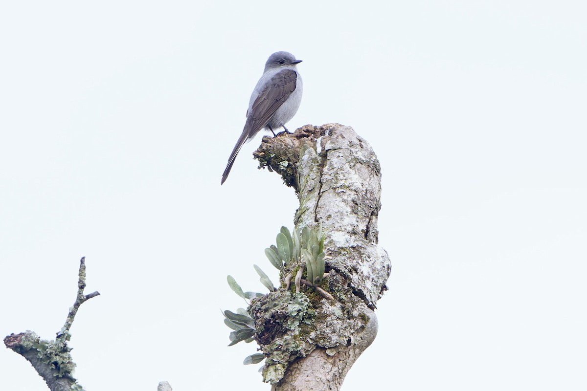 Shear-tailed Gray Tyrant - Martjan Lammertink