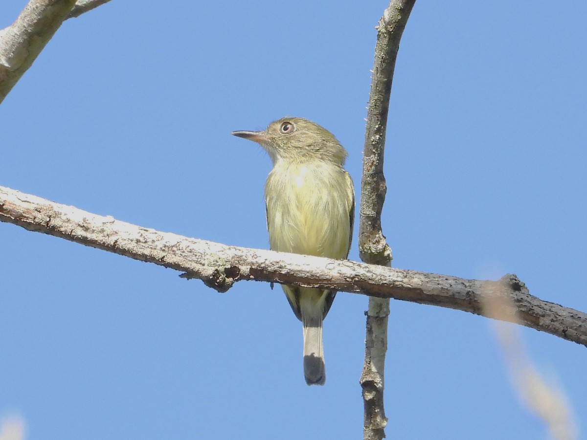 Zimmer's Tody-Tyrant - Braulio Carlos