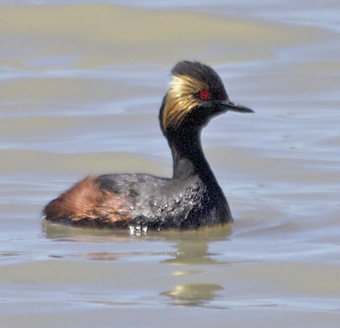 Eared Grebe - Kerah Braham