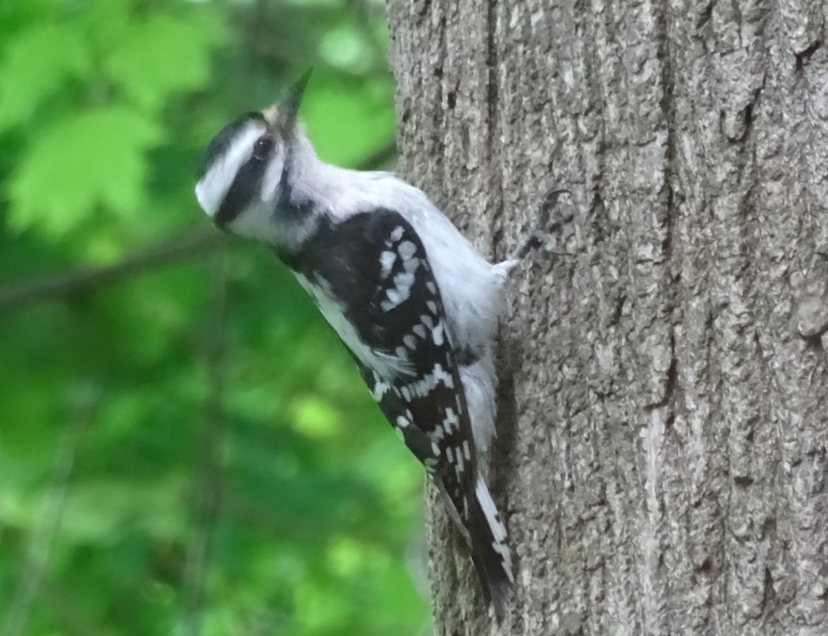 Downy Woodpecker - Su Snyder