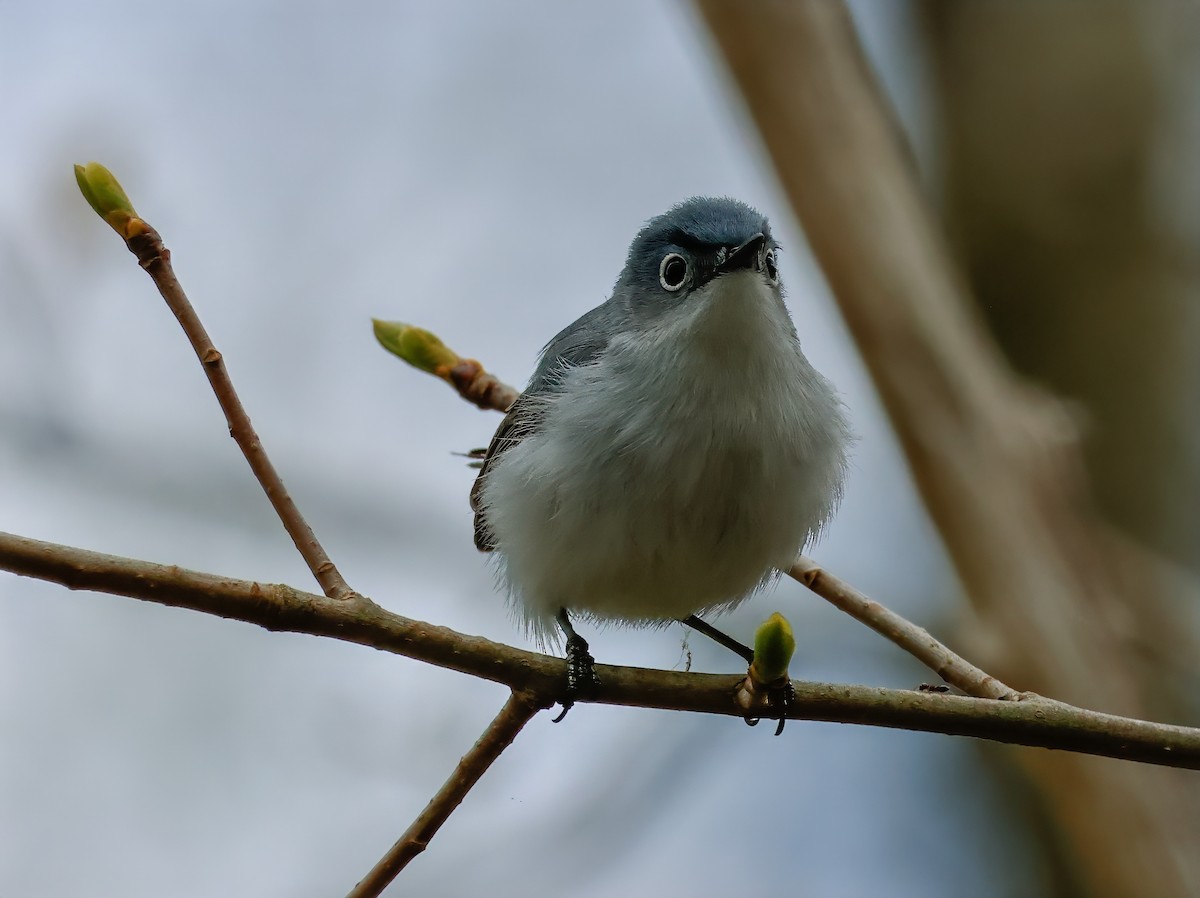 Blue-gray Gnatcatcher (caerulea) - Peter Crosson