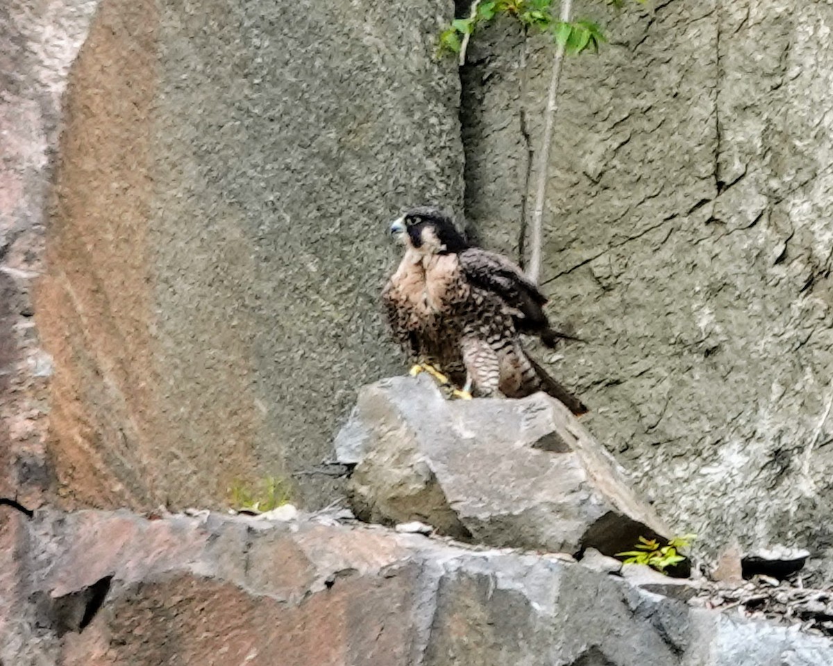 Peregrine Falcon - ML618906872