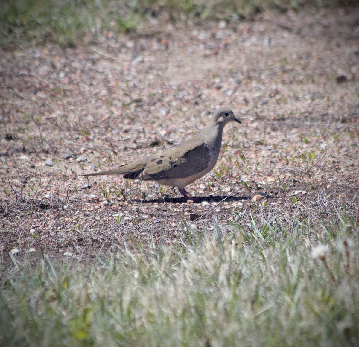 Mourning Dove - ML618906876