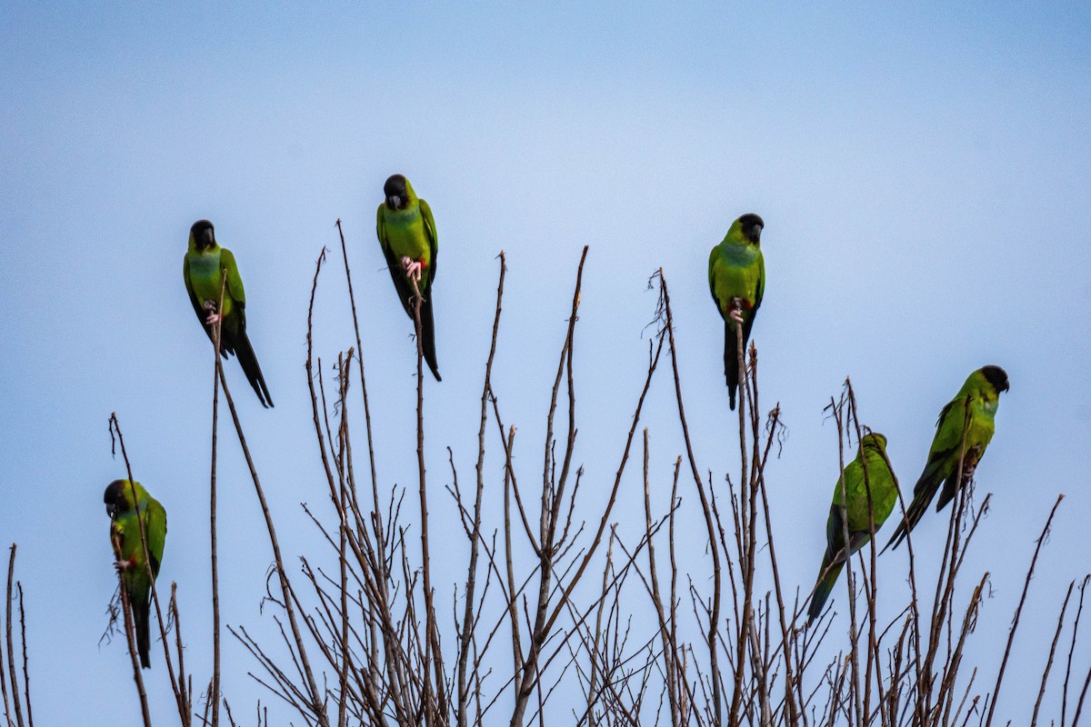 Nanday Parakeet - ML618906888