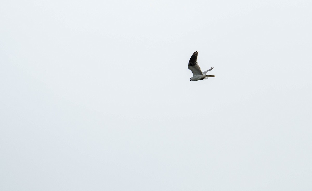 White-tailed Kite - ML618906892