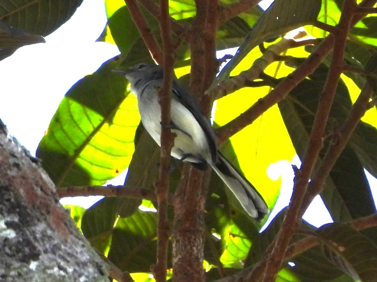 Klages's Gnatcatcher - Braulio Carlos