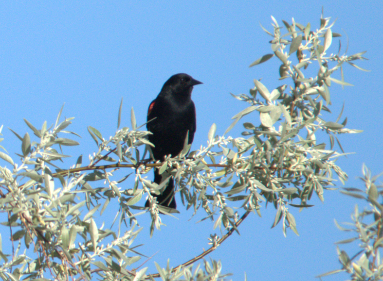 Red-winged Blackbird - Annie Beckstrand