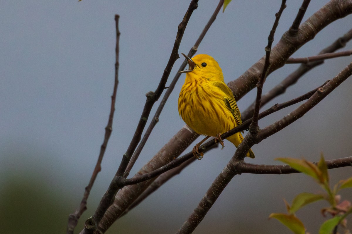 Yellow Warbler - John Keator