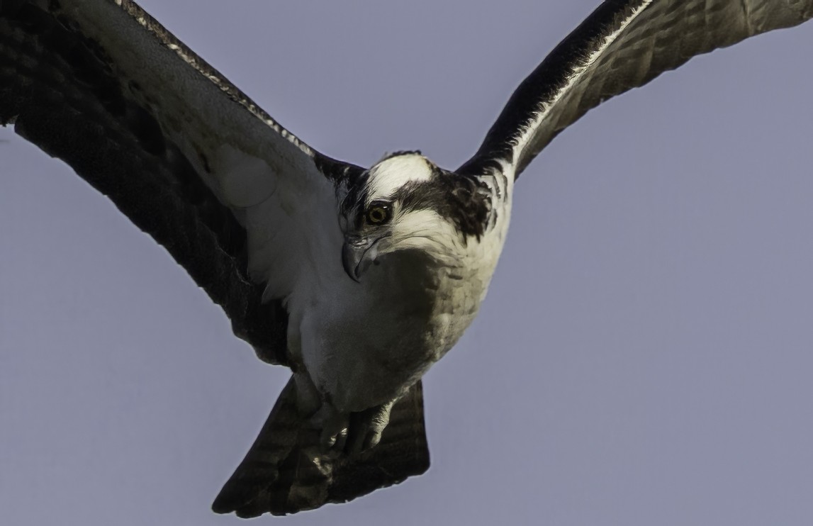 Osprey - Gary Kurtz