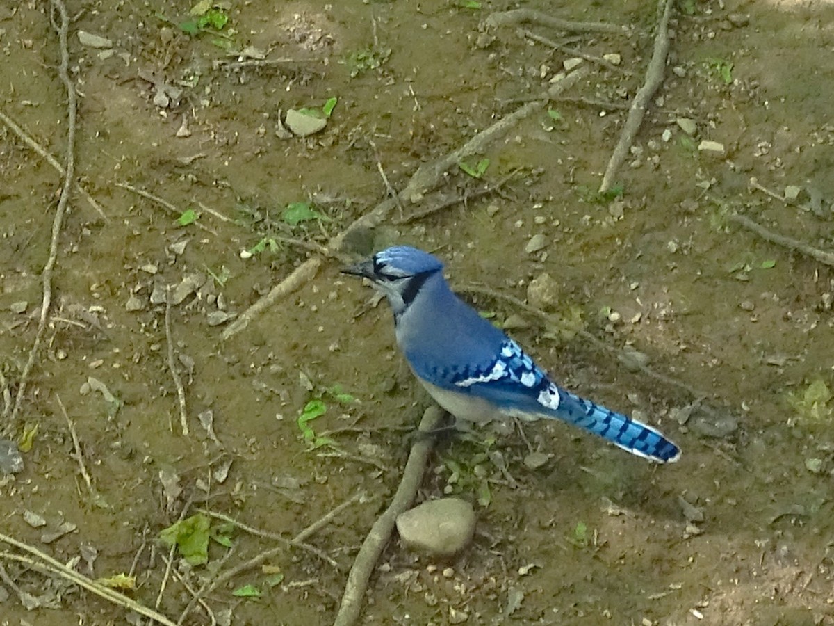 Blue Jay - Su Snyder