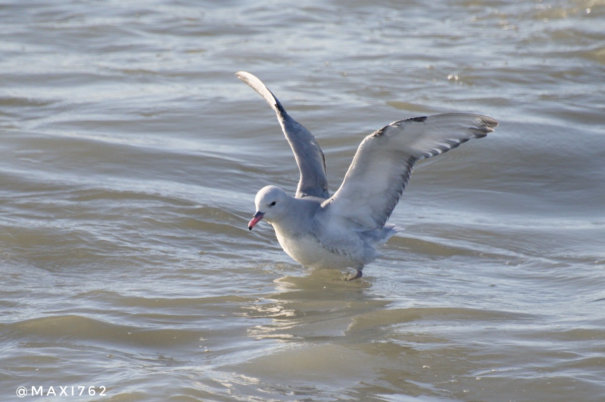 Southern Fulmar - Maximiliano Aguilar