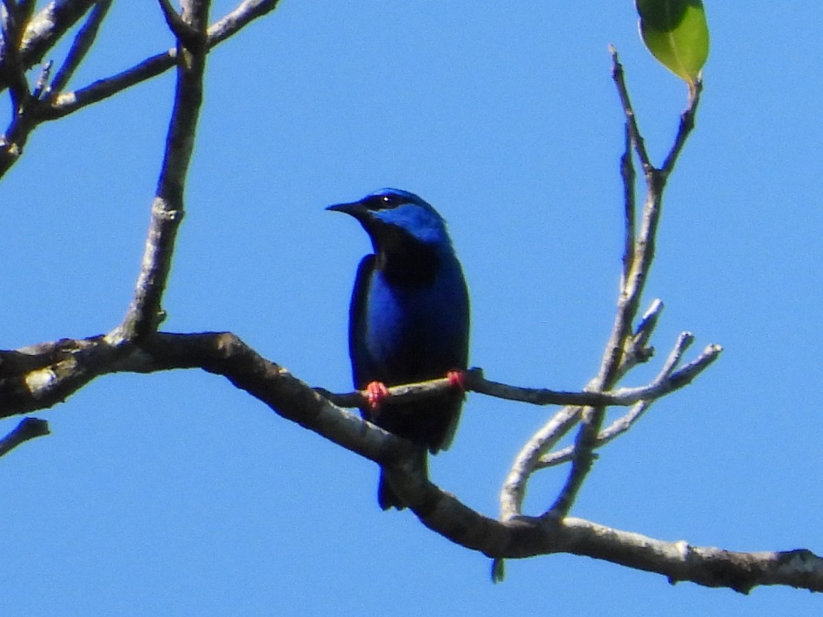 Short-billed Honeycreeper - ML618906956
