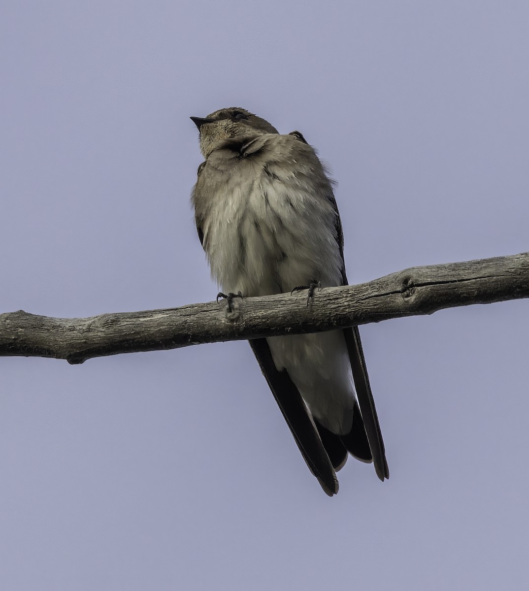 Northern Rough-winged Swallow - Gary Kurtz