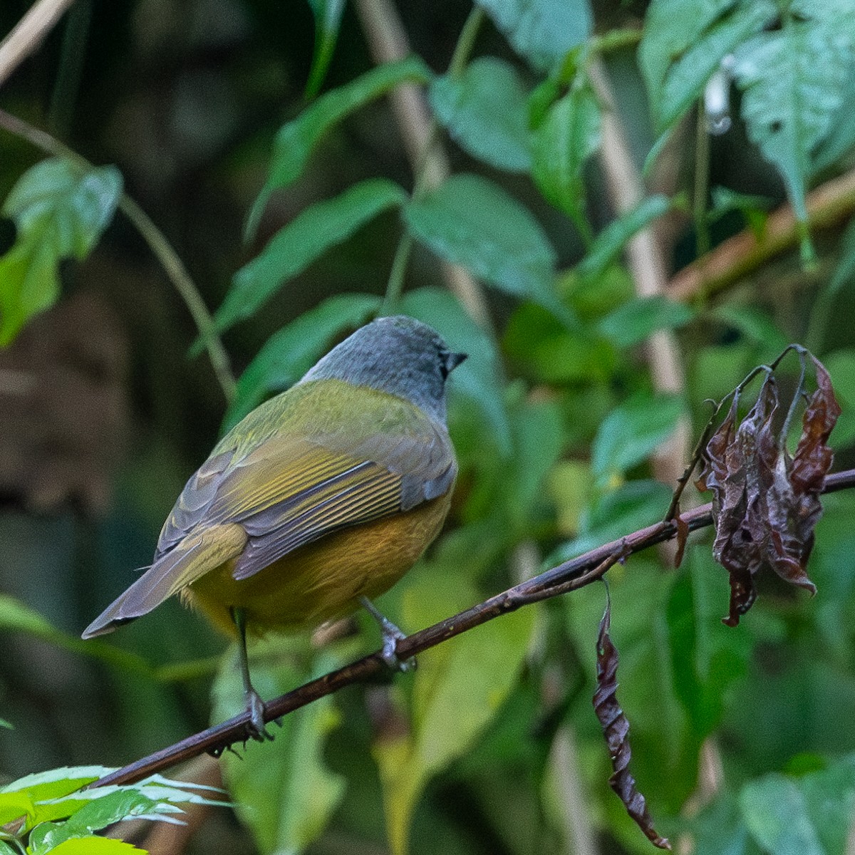 Gray-hooded Flycatcher - Cristiane Homsi