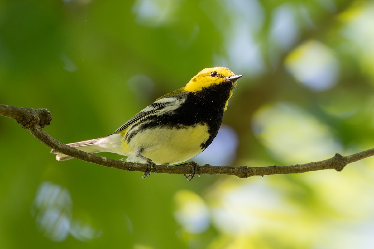 Black-throated Green Warbler - ML618906990