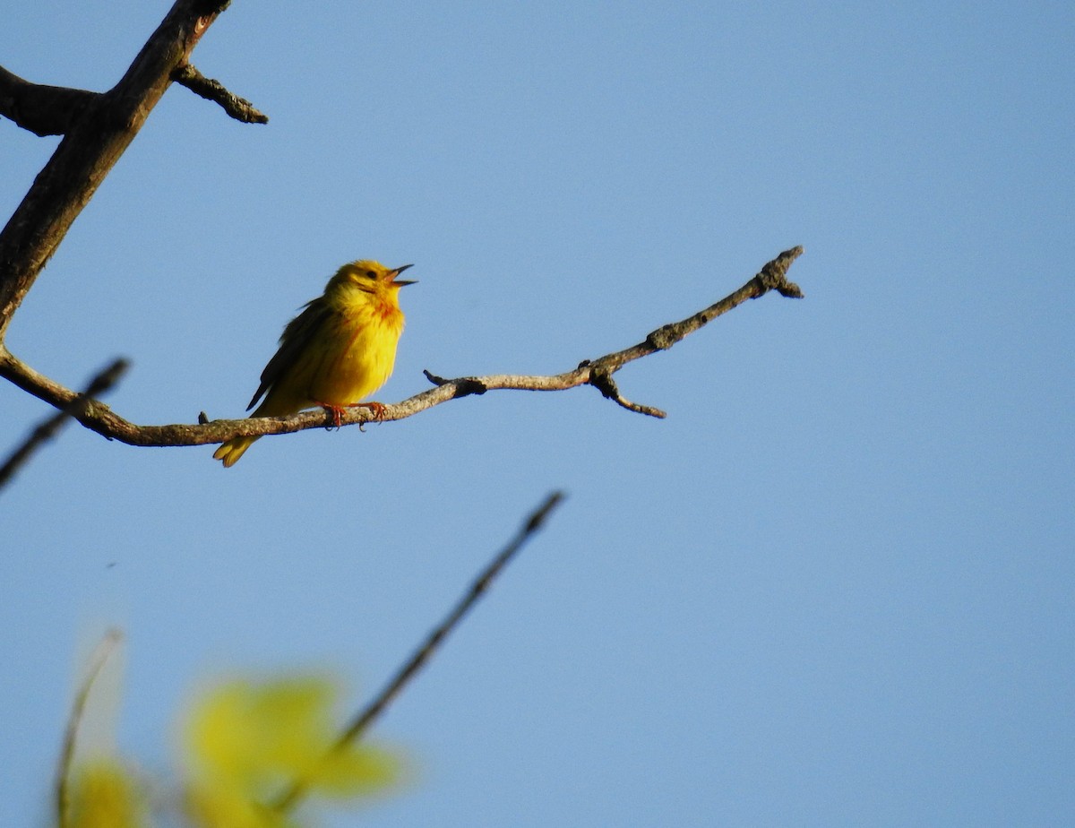 Yellow Warbler - Bob Bryerton