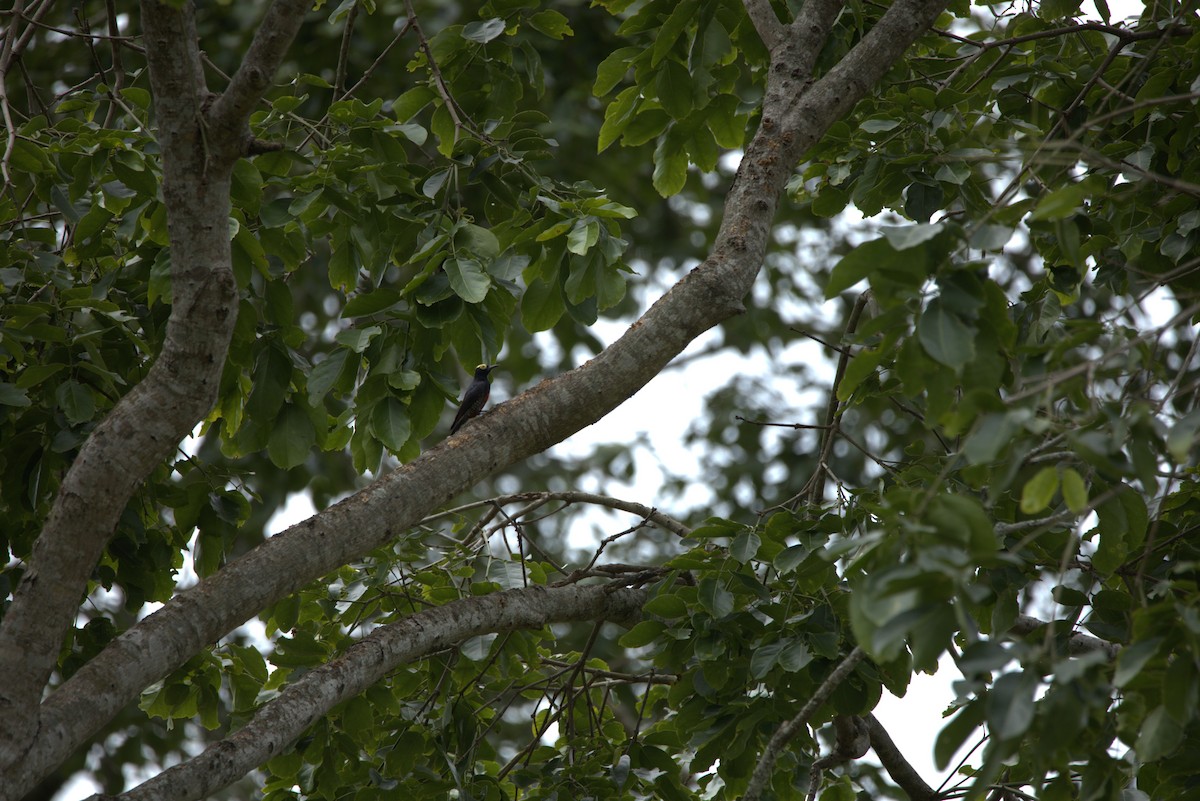 Yellow-tufted Woodpecker - Yasmin Martinez (Birding Piedemonte) Casanare