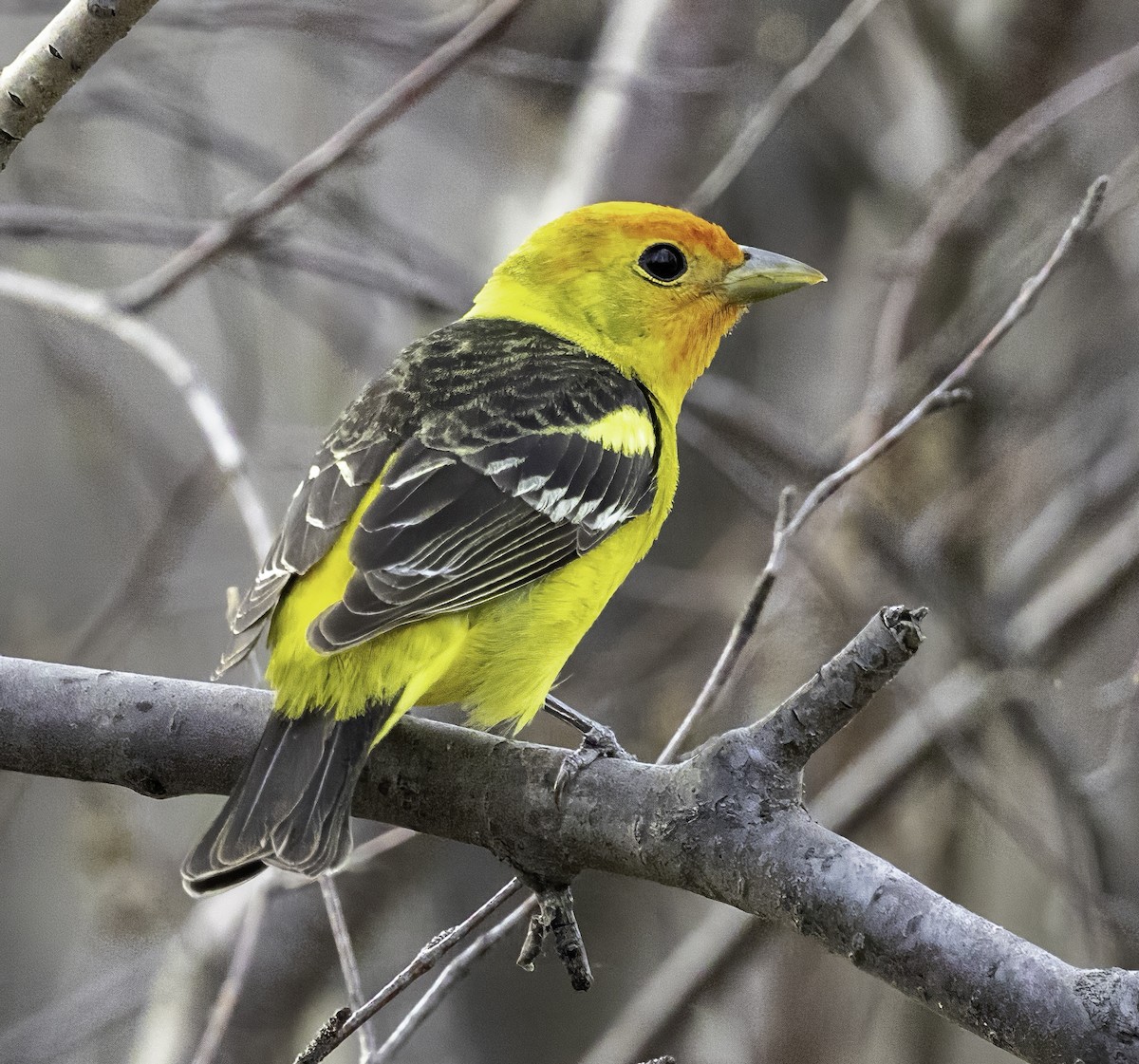 Western Tanager - Gary Kurtz