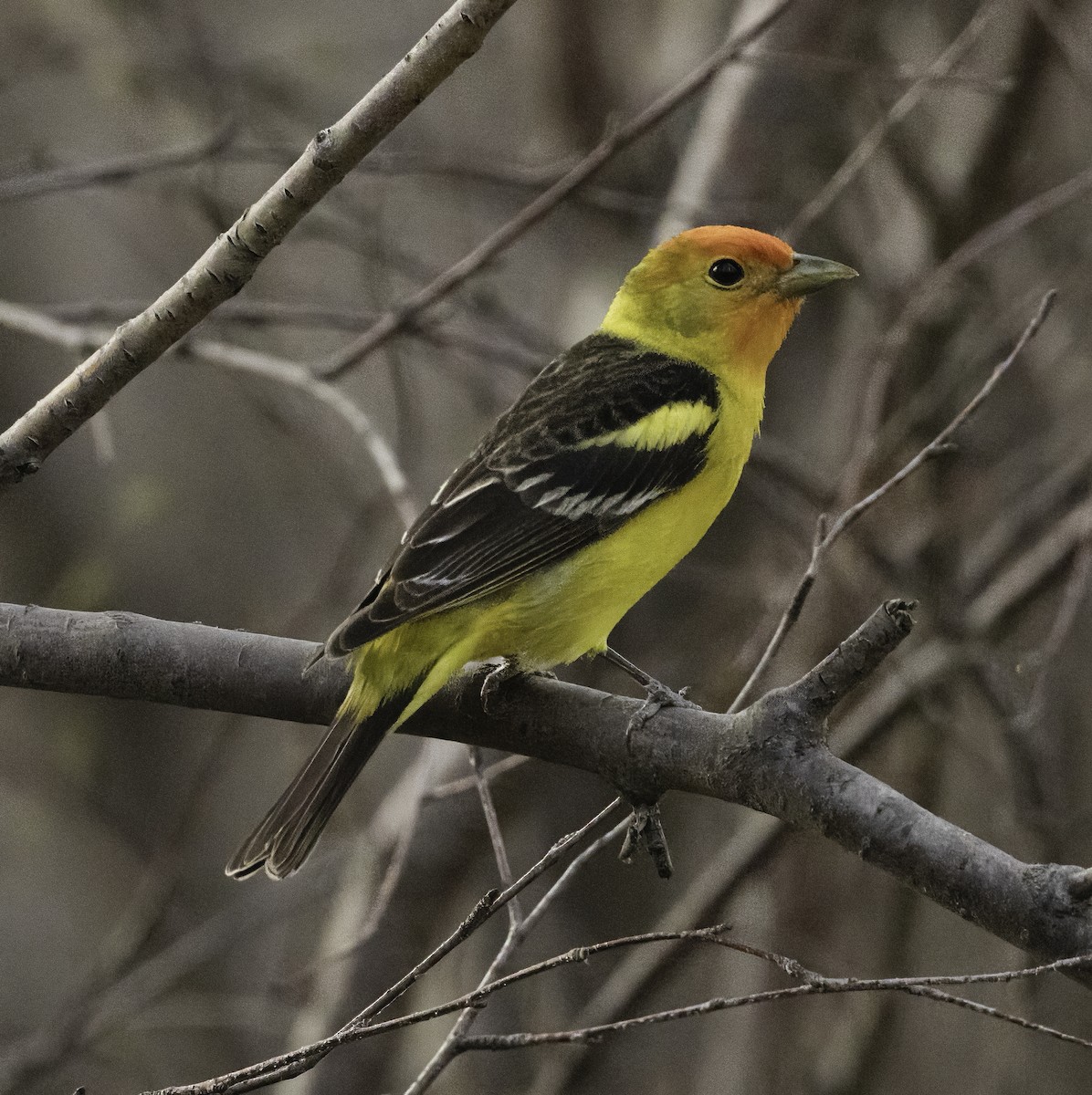 Western Tanager - Gary Kurtz