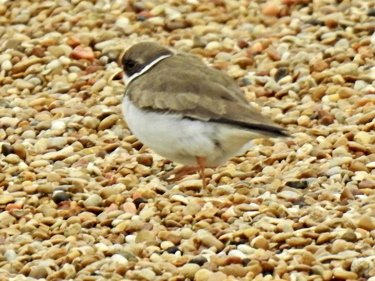 Semipalmated Plover - Randy James