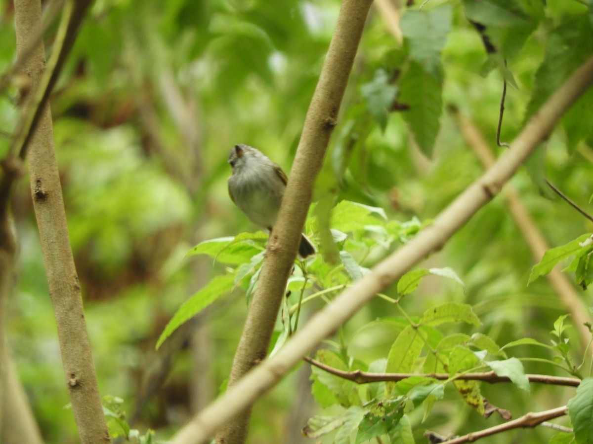 Pearly-vented Tody-Tyrant - Pablo Mealla