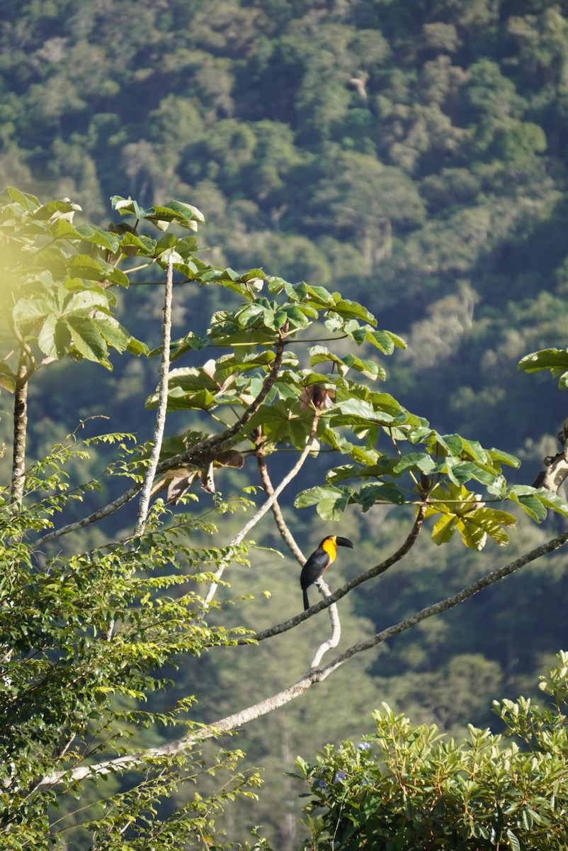 Channel-billed Toucan - Leonardo Borrelli