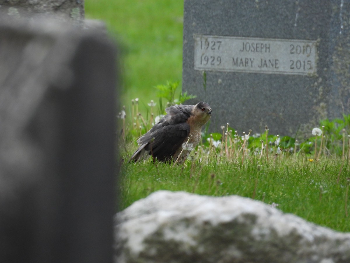 Cooper's Hawk - ML618907040