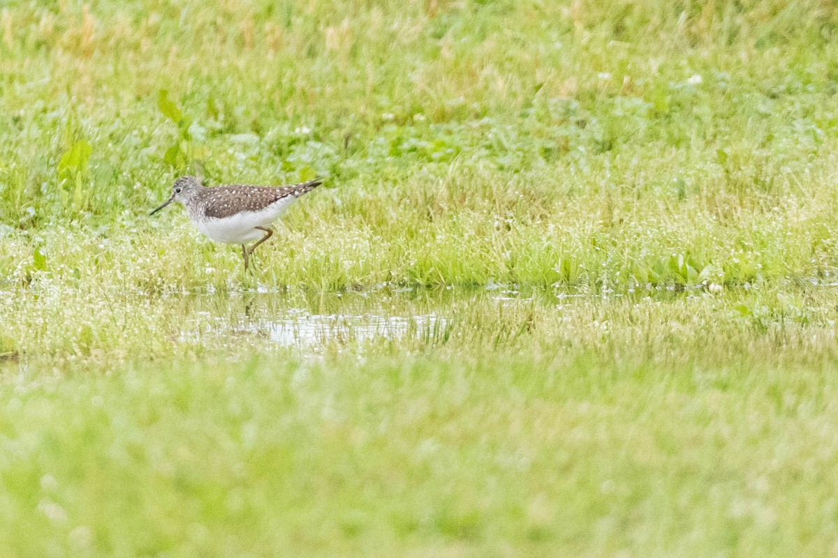 Solitary Sandpiper - ML618907044