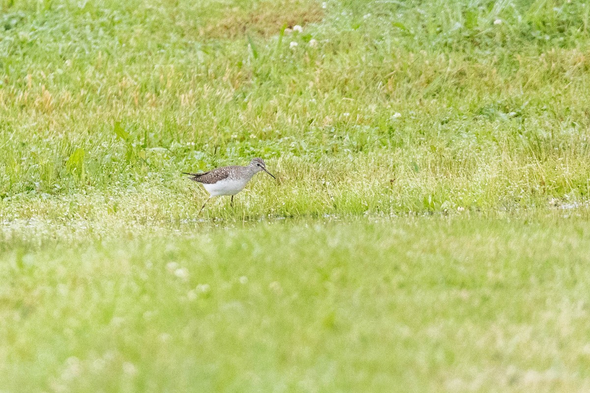 Solitary Sandpiper - ML618907045