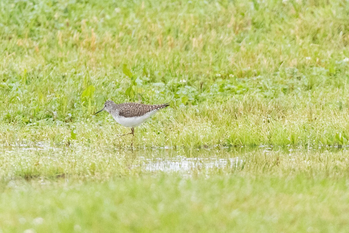 Solitary Sandpiper - Sean Leahy