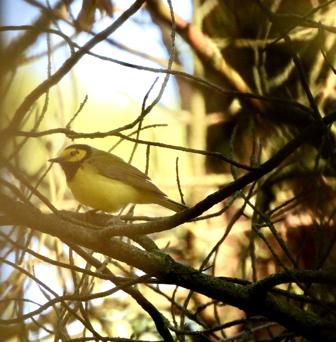 Hooded Warbler - William McClellan