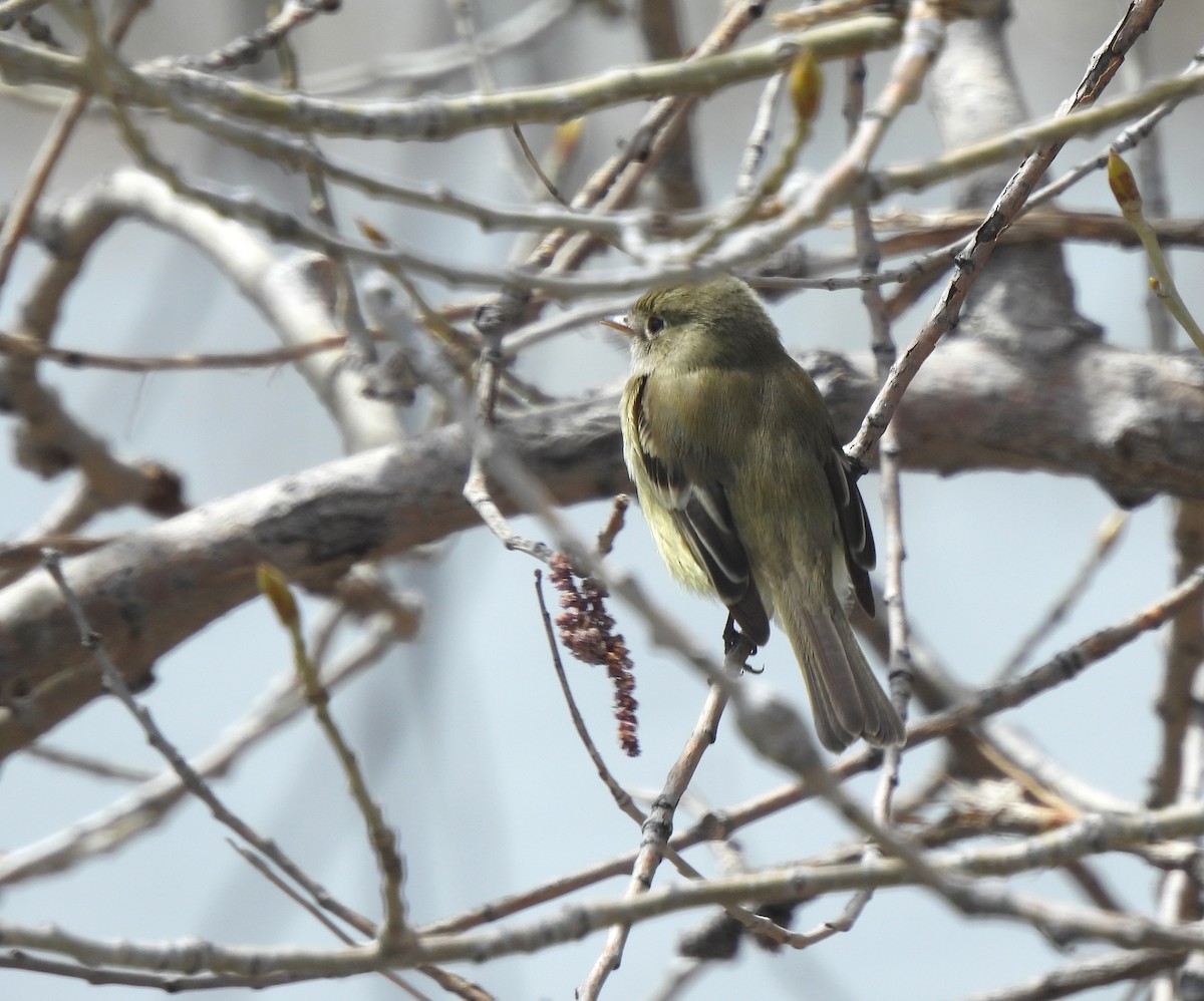 Least Flycatcher - Christine Sparks