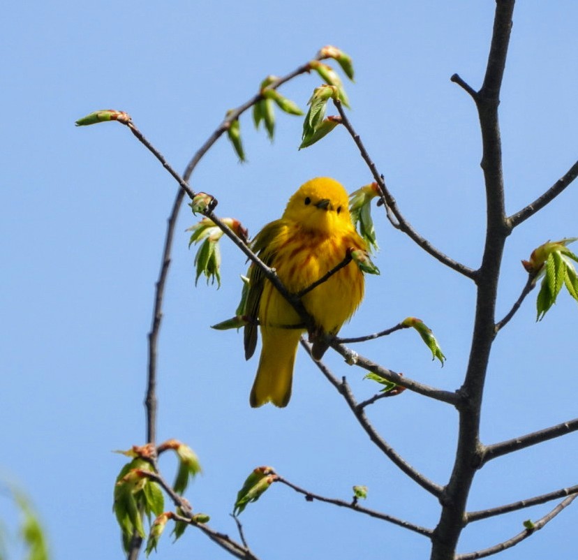 Yellow Warbler - ML618907074