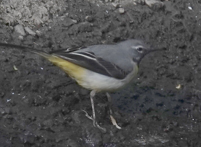 Gray Wagtail - Josef Trojan