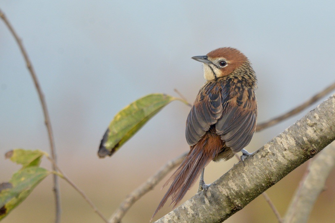 Cape Grassbird - Sarel Snyman