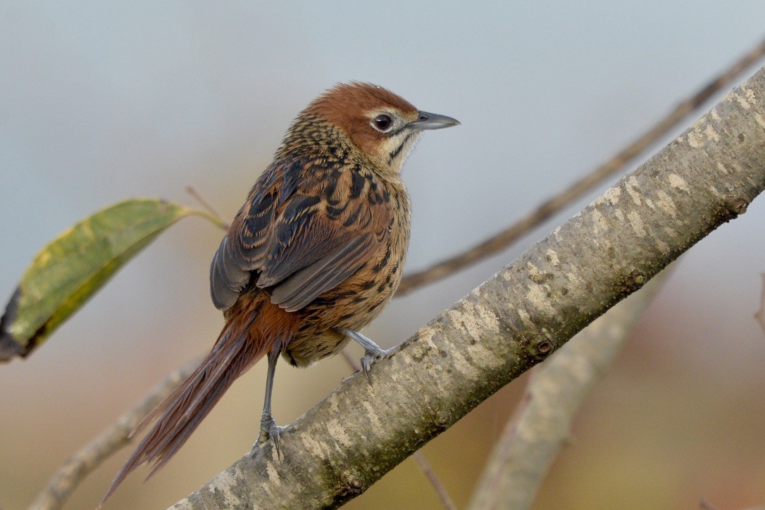 Cape Grassbird - Sarel Snyman