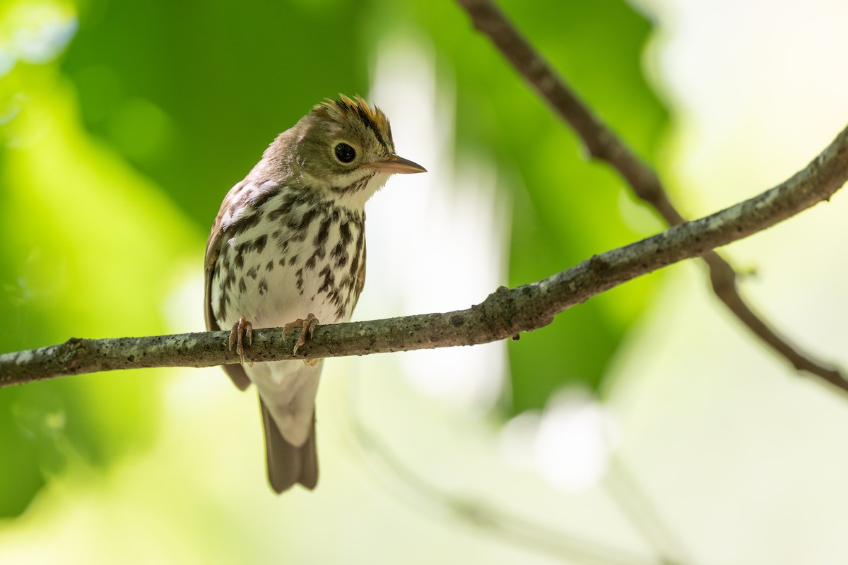 Ovenbird - ML618907112