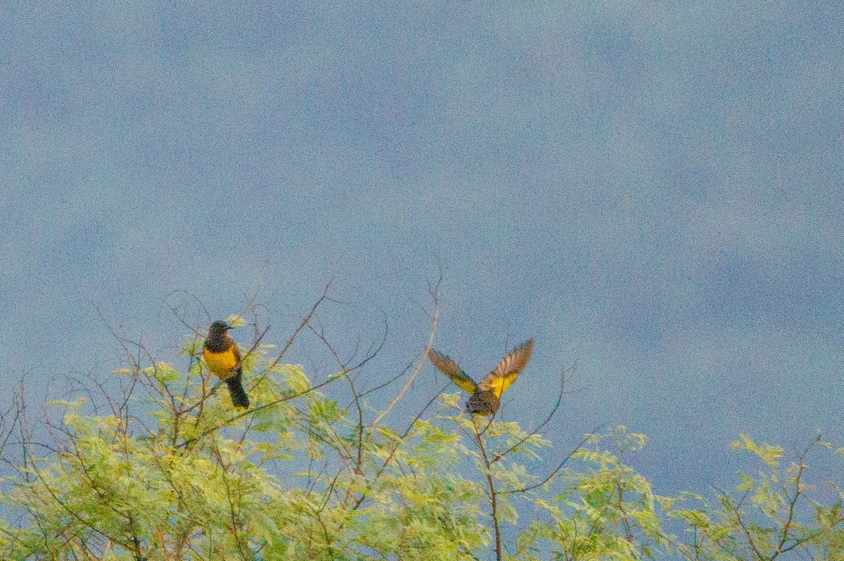 Brown-and-yellow Marshbird - Augusto Rodi