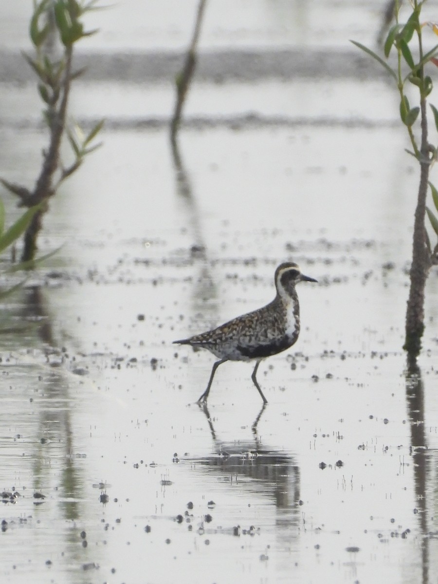 Pacific Golden-Plover - Furough Karimzadeh