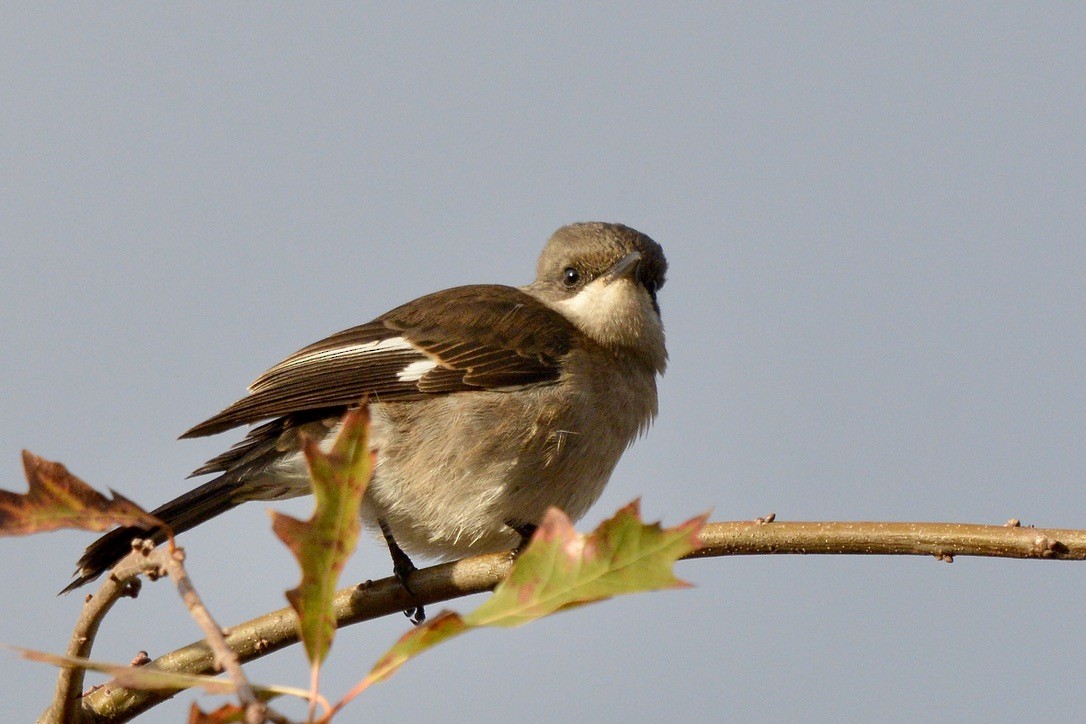 Fiscal Flycatcher - Sarel Snyman