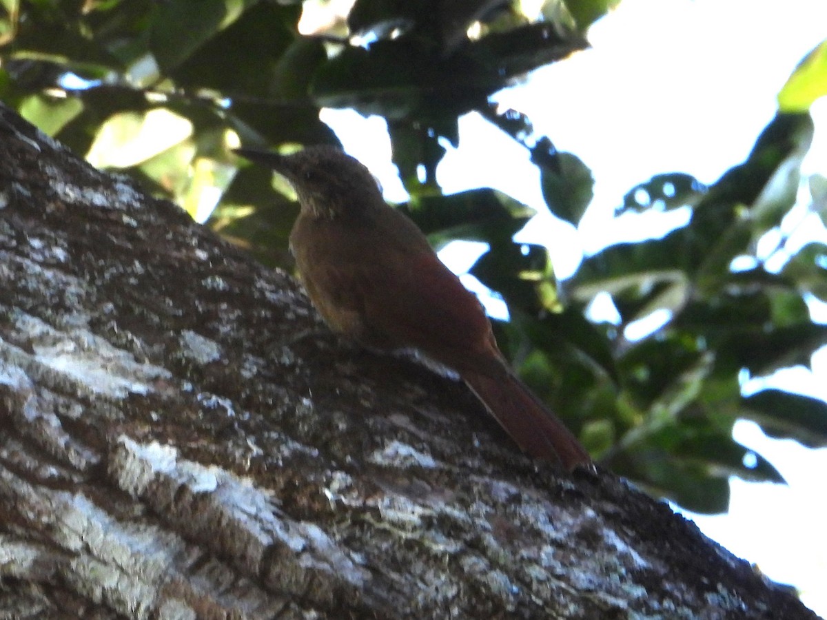 Amazonian Barred-Woodcreeper - ML618907141