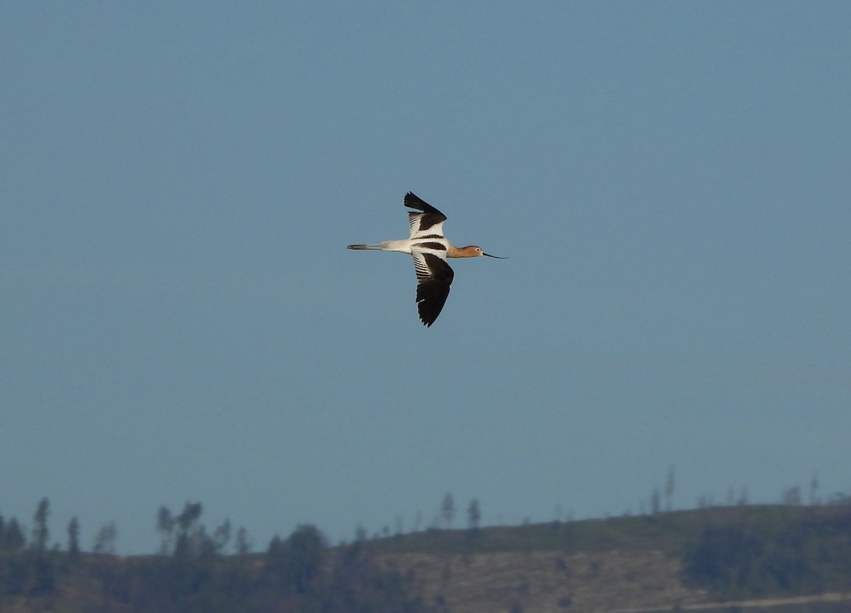 American Avocet - Nick Swan