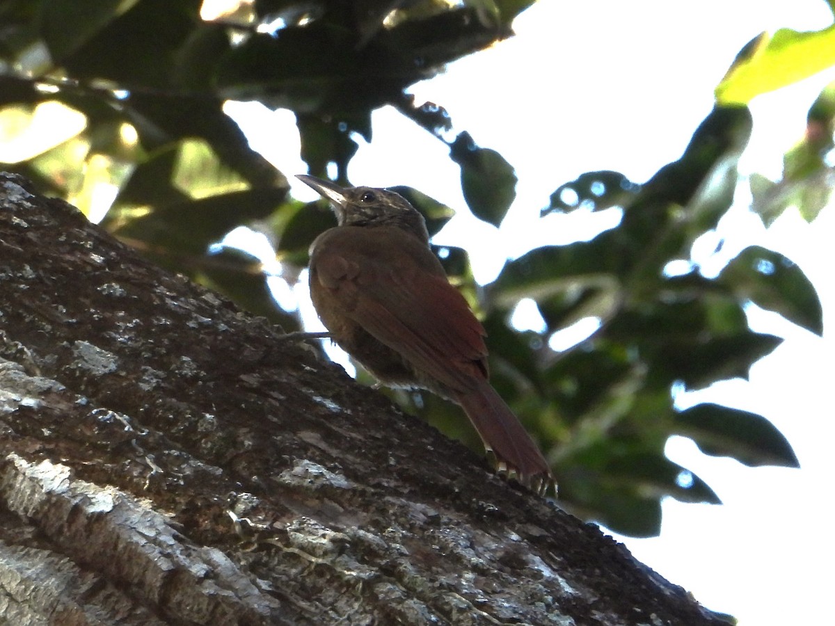 Amazonian Barred-Woodcreeper - ML618907149