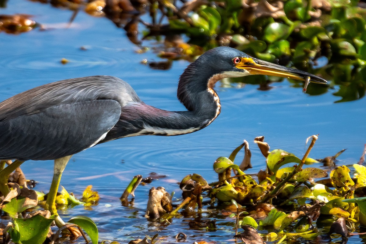 Tricolored Heron - Roger Katzenberg