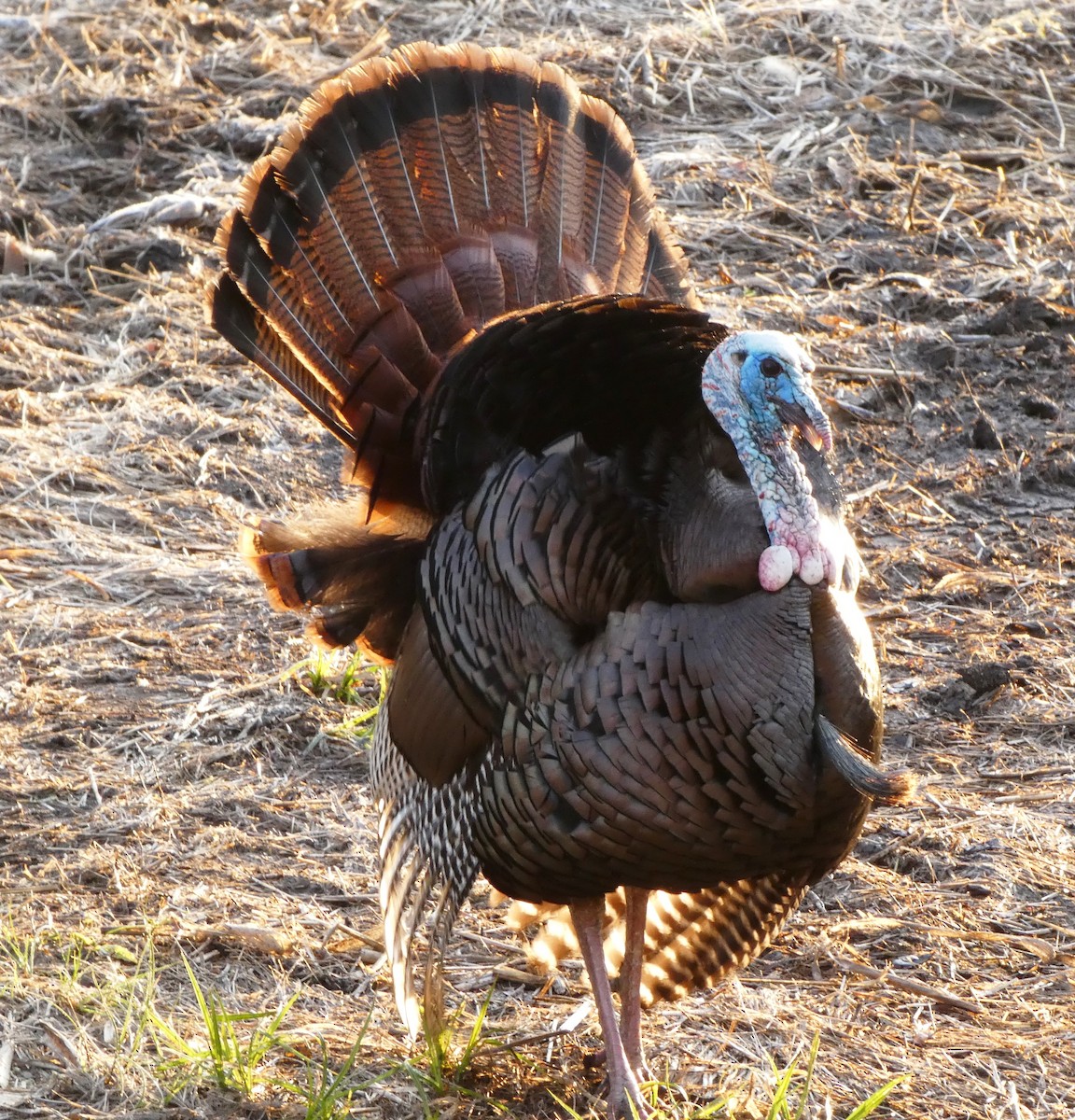 Wild Turkey - Susan Smith