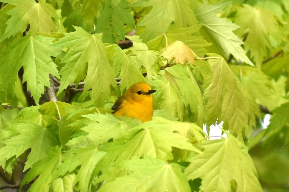 Prothonotary Warbler - Logan  Brunner