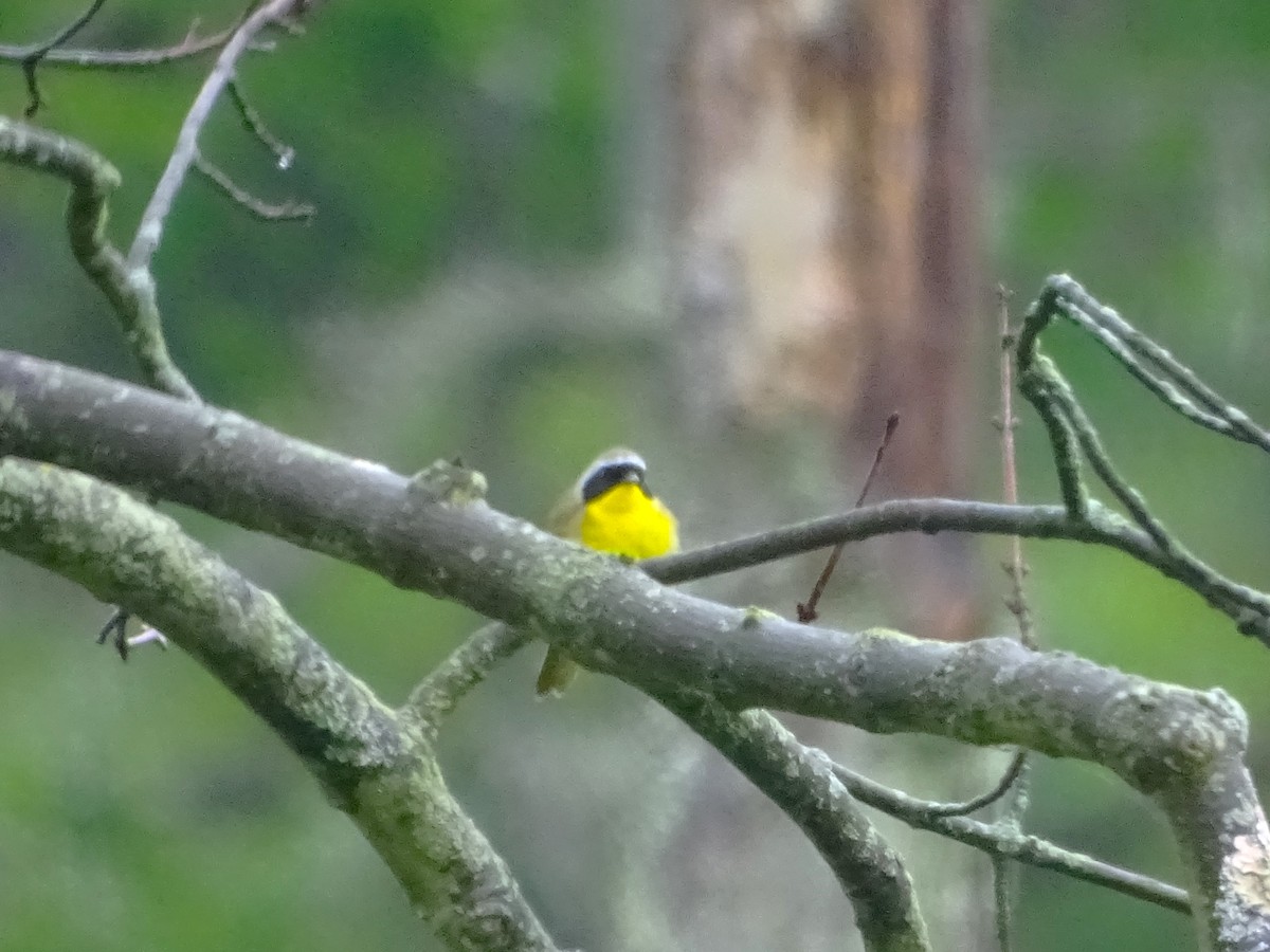 Common Yellowthroat - ML618907163