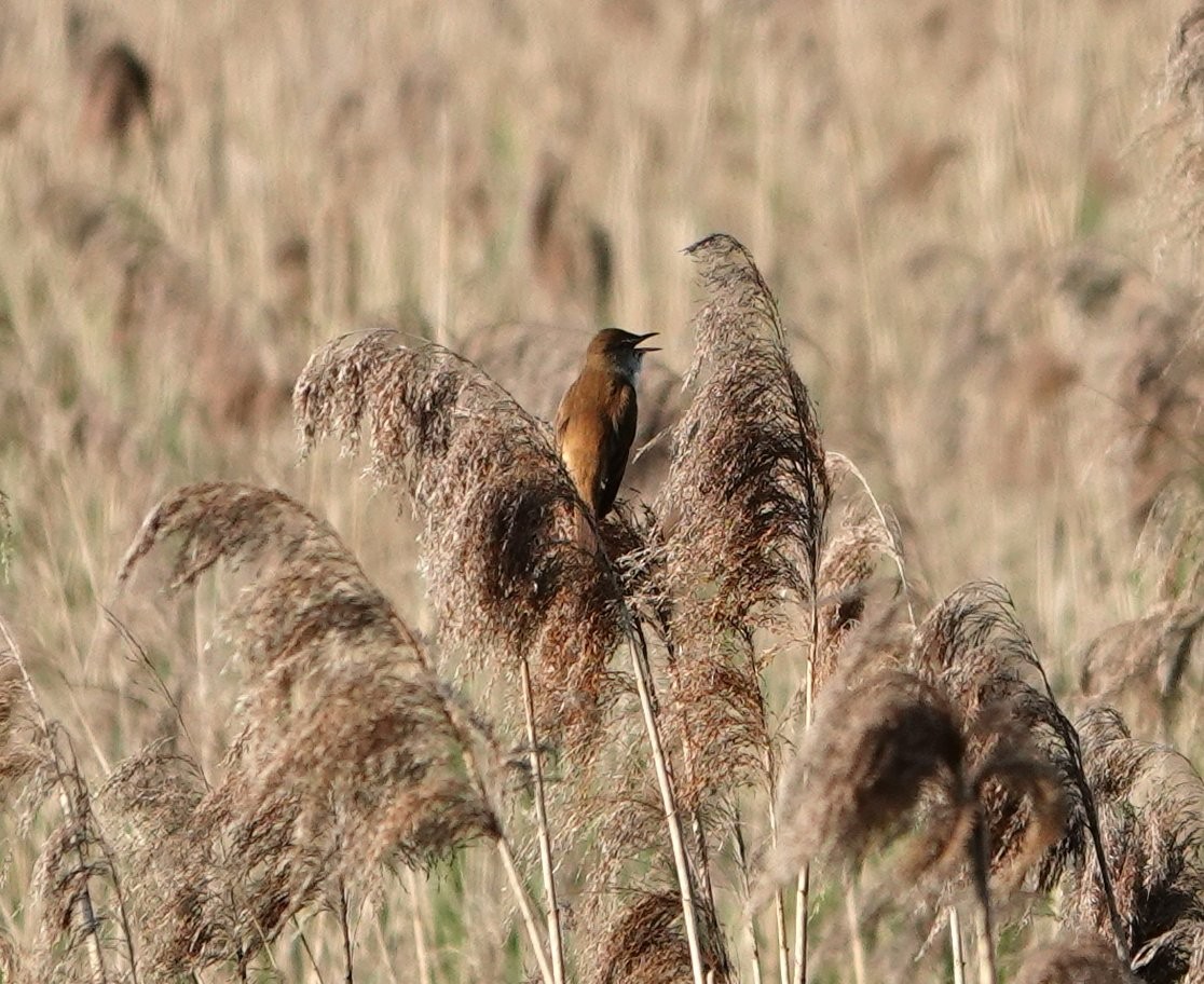 Great Reed Warbler - ML618907174