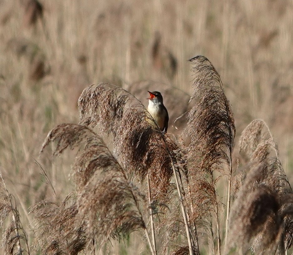 Great Reed Warbler - ML618907176