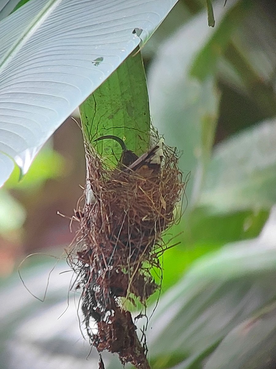 White-tipped Sicklebill - Allan Díaz